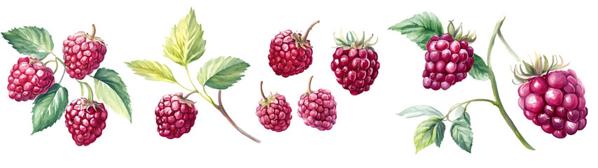Raspberry watercolor graphic transparent isolated