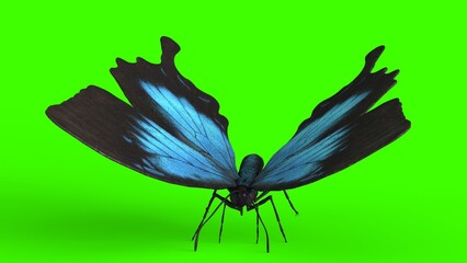blue butterfly with green background