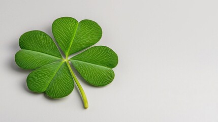 A photostock of a fresh green clover with four leaves, symbolizing good luck, isolated on a clean white background. High Quality