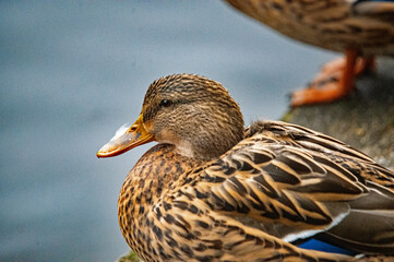Entenweibchen im Nahporträt
