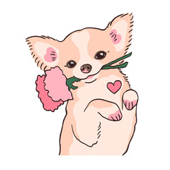 cute chihuahua with flower in teeth doodle, lap dog illustration