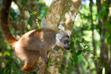 Fototapeta premium Crowned lemur Eulemur Coronatus endemic animal