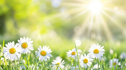 Spring meadow with daisies and grass with a white, yellow, and green color palette, and sunlight.