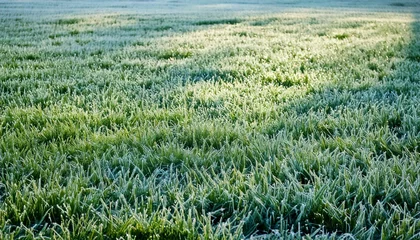 frost on a garden lawn