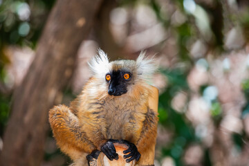 Blue eyed lemur on tree in forest