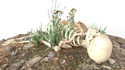 human remains with white background