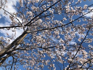 Fototapeta premium 桜と青空