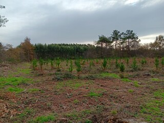 Obraz premium Plantación de pinos jóvenes en un monte de Galicia