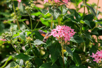 butterfly on a flower
