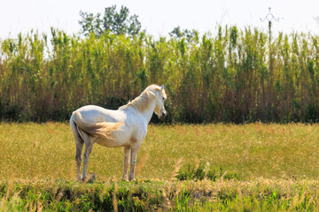 One adult and two adolescent white horses in carmarque galloping across a green meadow