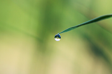 Tiny drops of water on the pointed leaves of a sedge on the bank of a stream