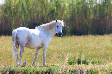 One adult and two adolescent white horses in carmarque galloping across a green meadow