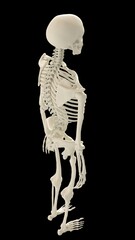 skeleton with black background