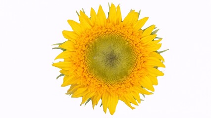Obraz premium sunflower with white background