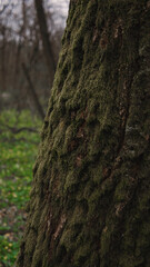 Moss on a tree on a spring day