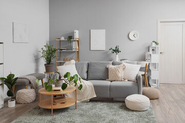 Cozy sofa, coffee table with houseplant and poufs in interior of living room