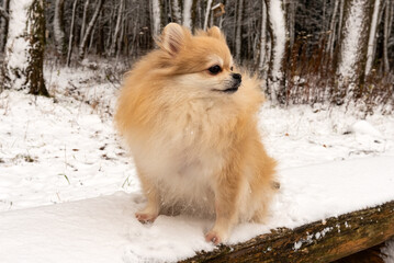 Pomeranian Spitz in the winter forest on a walk. Spitz in winter