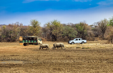 two black rhinos african ,Botswana, at the waterhole drinking water, hills, acacia trees and bush , sunset
