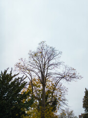 Tall Tree with Sparse Autumn Foliage Against an Overcast Sky in a Quiet Park Setting
