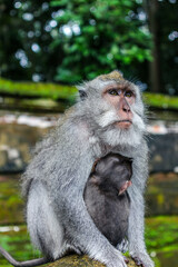 Bali’s Macaque Monkeys - A mother and its baby