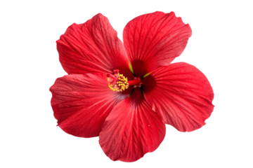 A vibrant red hibiscus with rich, bold petals and a golden stamen. Its lush color symbolizes passion and nature’s bold beauty, isolated on a transparent background