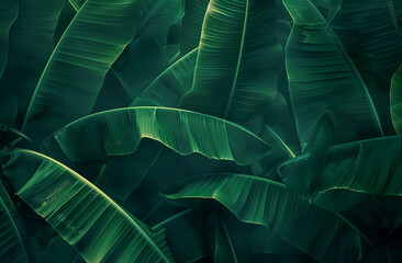 Green Banana Leaf abstract background realistic bananas leaf wallpaper