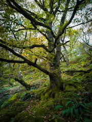 Moss-covered twisted tree branches in a lush forest during autumn with vibrant green and yellow foliage

