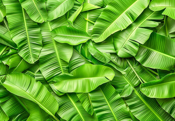 Fresh Green Banana Leaf abstract background realistic bananas leaf wallpaper