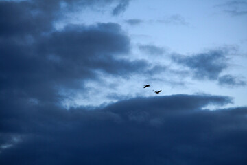 A  raven couple flies through the predawn sky, set to a backdrop of  soft blue gray clouds floating on the light blue of the approaching sunrise's sky.