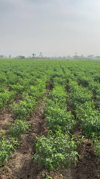 Chili Farm in India - Rows of Chilli plants in an agricultural fields planted in equal distance for proper sunlight & growth