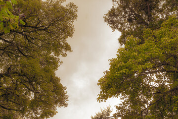 trees in the morning