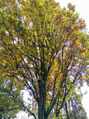 Vibrant autumn tree with golden and green foliage in a natural outdoor setting

