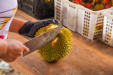 durian fruit partially opened up revealing resting inside thorny skins