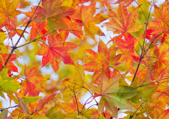 紅葉したモミジの葉のアップ