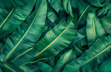 Fresh Green Banana Leaf abstract background realistic bananas leaf wallpaper