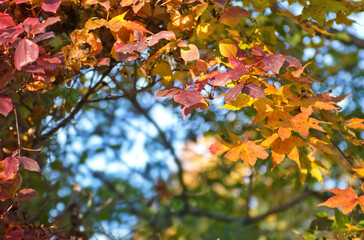 紅葉した木々と青空