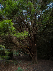 Majestic Forest Tree with Expansive Branches and Dense Green Foliage in a Shaded Woodland Setting

