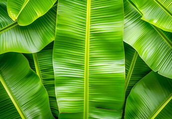 Fresh Green Banana Leave abstract background realistic banna leaf wallpaper