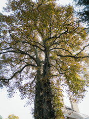 Majestic Tree with Autumn Foliage and Twisting Branches Towering Above a Historic Building
