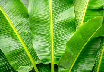 Fresh Green Banana Leaf abstract background realistic bananas leaf wallpaper