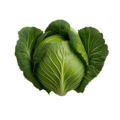 Obraz premium A fresh, whole green cabbage isolated on a transparent background