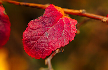 The Last Days of Autumn