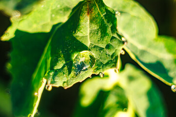 The Last Days of Autumn