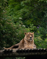 tiger in the zoo
