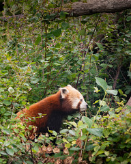 Red Panda