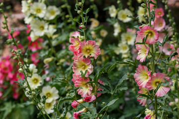 Malva Sylvestris flowers. Blooming musk mallow (Malva alcea, cut-leaved mallow, vervain mallow or hollyhock mallow) in summer garden