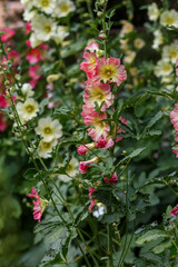 Malva Sylvestris flowers. Blooming musk mallow (Malva alcea, cut-leaved mallow, vervain mallow or hollyhock mallow) in summer garden
