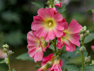 Malva Sylvestris flowers. Blooming musk mallow (Malva alcea, cut-leaved mallow, vervain mallow or hollyhock mallow) in summer garden