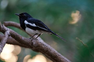 Oriental Magpie Robin, Copsychus saularis, perching on tree branch in forest park, a distinctive black and white bird with long tail usually held upright when hopping on ground, nature sunset bokeh