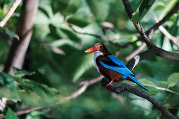 White-throated Kingfisher, Halcyon smyrnensis, perching on tree branch in forest park, large-headed, brown kingfisher with blue back and wings, red bill and white patch from throat through breast